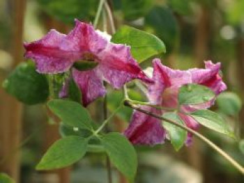 Texas-Waldrebe &#8218;Hazel&#8216;, 60-100 cm, Clematis texensis &#8218;Hazel&#8216;, Containerware