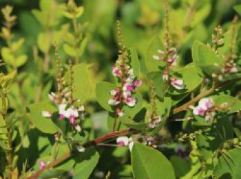 Thunbergs Buschklee &#8218;Edo Shibori&#8216;, Lespedeza thunbergii &#8218;Edo Shibori&#8216;, Containerware