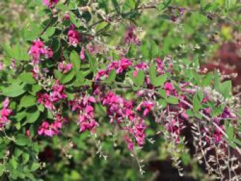 Thunbergs Buschklee, 20-30 cm, Lespedeza thunbergii, Containerware