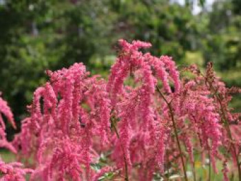 Thunbergs-Prachtspiere &#8218;Straußenfeder&#8216;, Astilbe thunbergii &#8218;Straußenfeder&#8216;, Topfware