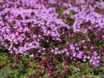 Thymian &#8218;Atropurpureus&#8216;, Thymus serpyllum &#8218;Atropurpureus&#8216;, Topfware