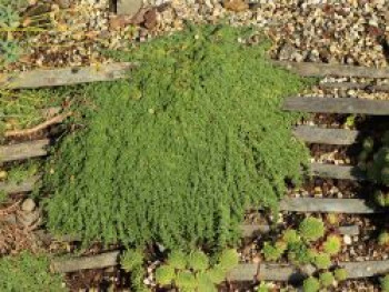 Sand-Thymian 'Elfin', Thymus serpyllum 'Elfin', Topfware