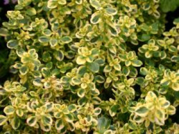 Thymian &#8218;Golden Dwarf&#8216;, Thymus x citriodorus &#8218;Golden Dwarf&#8216;, Topfware