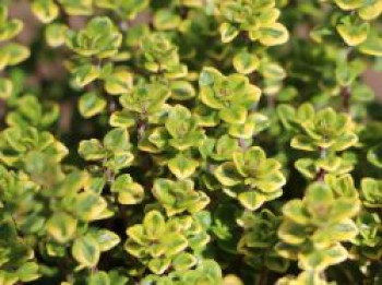 Thymian &#8218;Lemon Variegated&#8216;, Thymus x citriodorus &#8218;Lemon Variegated&#8216;, Topfware