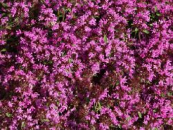 Thymian &#8218;Magic Carpet&#8216;, Thymus serpyllum &#8218;Magic Carpet&#8216;, Topfware