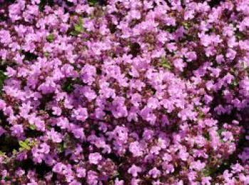 Thymian &#8218;Pink Chintz&#8216;, Thymus serpyllum &#8218;Pink Chintz&#8216;, Topfware