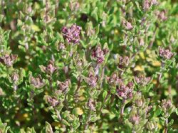 Thymian 'Precompa', Thymus vulgaris 'Precompa', Topfware
