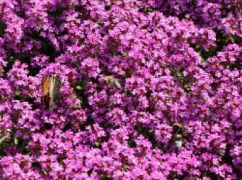 Thymian 'Purple Beauty', Thymus praecox 'Purple Beauty', Containerware