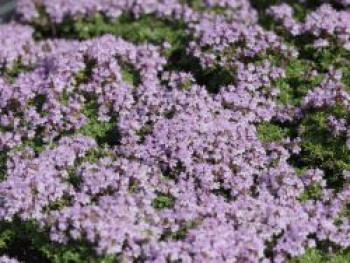 Thymian &#8218;Rasta&#8216;, Thymus x citriodorus &#8218;Rasta&#8216;, Topfware