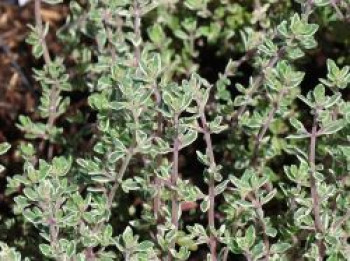 Thymian 'Silver Posie', Thymus vulgaris 'Silver Posie', Topfware