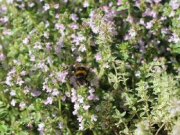 Thymian &#8218;Silver Queen&#8216;, Thymus x citriodorus &#8218;Silver Queen&#8216;, Topfware