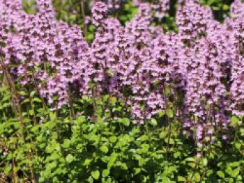 Thymian &#8218;Tabor&#8216;, Thymus pulegioides &#8218;Tabor&#8216;, Topfware