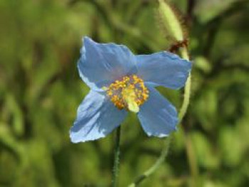 Tibet Scheinmohn, Meconopsis betonicifolia, Topfware