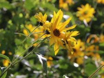 Topinambur, Helianthus tuberosus, Topfware