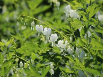 Tränendes Herz &#8218;Alba&#8216;, Dicentra spectabilis &#8218;Alba&#8216;, Topfware