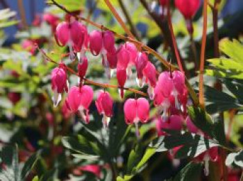 Tränendes Herz / Herzblume, Dicentra spectabilis, Topfware