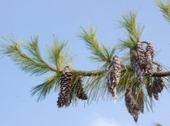 Tränenkiefer, 10-20 cm, Pinus wallichiana, Topfware