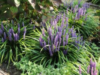 Träubel-Glöckchentraube, Liriope muscari, Topfware