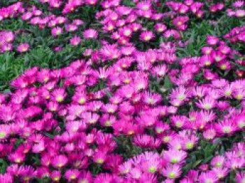 Transvaal Mittagsblume, Delosperma sutherlandii, Topfware