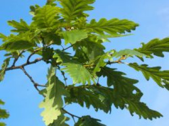 Trauben-Eiche, 20-30 cm, Quercus petraea, Weichwandcontainer