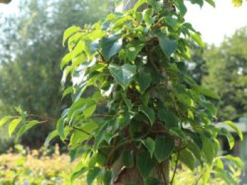 Trauben-Kiwi / Zwerg-Kiwi &#8218;Ken&#8217;s Red&#8216; (weiblich), 60-100 cm, Actinidia arguta &#8218;Ken&#8217;s Red&#8216; (weiblich), Containerware