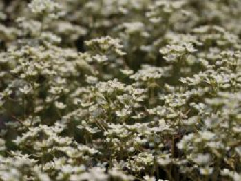 Trauben Steinbrech, Saxifraga paniculata subsp. paniculata, Topfware