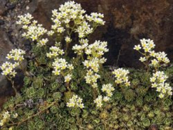 Trauben Steinbrech, Saxifraga paniculata subsp. brevifolia, Topfware