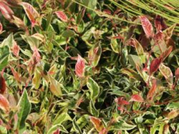 Traubenheide &#8218;Firestar&#8216;, Leucothoe &#8218;Firestar&#8216;, Containerware