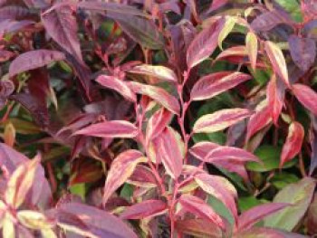 Traubenheide 'Rainbow', 20-30 cm, Leucothoe walteri 'Rainbow', Containerware