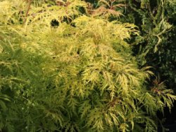 Traubenholunder &#8218;Golden Lace&#8216; ®, Sambucus racemosa &#8218;Golden Lace&#8216; ®, Topfware