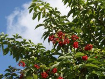 Traubenholunder / Hirschholunder, 60-100 cm, Sambucus racemosa, Wurzelware