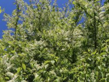 Traubenkirsche (frühe), 100-150 cm, Prunus padus, Containerware