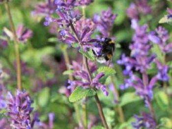 Traubige Katzenminze &#8218;Grog&#8216;, Nepeta racemosa &#8218;Grog&#8216;, Topfware