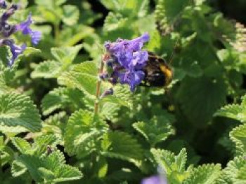 Trauben-Katzenminze 'Little Titch', Nepeta racemosa 'Little Titch', Topfware