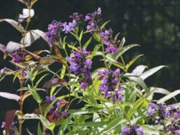 Traubige Katzenminze, Nepeta sibirica, Topfware