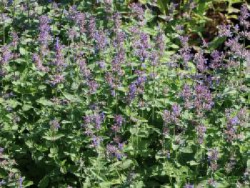 Traubige Katzenminze, Nepeta racemosa, Topfware