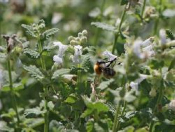 Traubige Katzenminze &#8218;Snowflake&#8216;, Nepeta racemosa &#8218;Snowflake&#8216;, Topfware