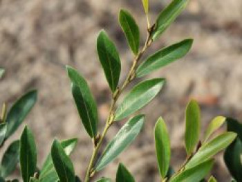 Traubiger Zweigriffel &#8218;Blue Cascade&#8216;, 30-40 cm, Distylium racemosum &#8218;Blue Cascade&#8216;, Containerware