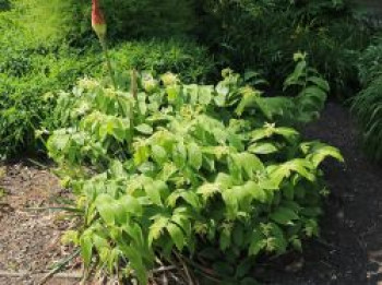 Traubiges Duftsiegel, Maianthemum racemosum, Topfware