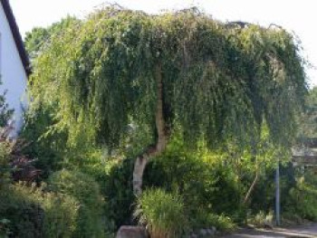 Trauerbirke / Hängebirke / Sandbirke / Weißbirke 'Youngii', 100-125 cm, Betula pendula 'Youngii', Containerware