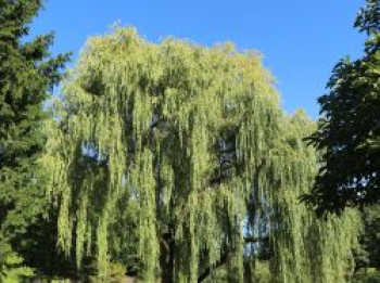 Trauerweide / Hängeweide 'Chrysocoma' / 'Tristis', 100-150 cm, Salix x sepulcralis 'Chrysocoma' (Salix alba 'Tristis'), Containerware