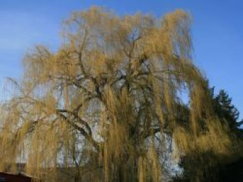 Trauerweide &#8218;Tristis Resistenta&#8216;, 100-125 cm, Salix alba &#8218;Tristis Resistenta&#8216;, Containerware