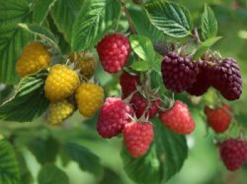 Trio-Himbeere, 40-60 cm, Rubus idaeus (3 Sorten in einem Topf), Containerware