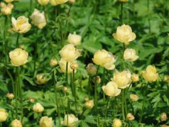 Trollblume &#8218;Cheddar&#8216;, Trollius x cultorum &#8218;Cheddar&#8216;, Topfware