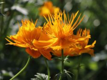 Trollblume &#8218;Golden Queen&#8216;, Trollius chinensis &#8218;Golden Queen&#8216;, Topfware