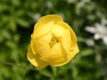 Europäische Trollblume, Trollius europaeus, Topfware