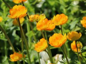 Trollblume 'Orange Globe', Trollius x cultorum 'Orange Globe', Topfware