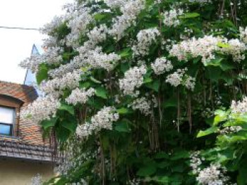 Trompetenbaum, 100-125 cm, Catalpa bignonioides, Containerware