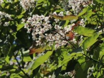 Trompetenbaum 'Purpurea', 100-125 cm, Catalpa erubescens 'Purpurea', Containerware