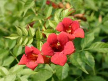 Amerikanische Klettertrompete 'Flamenco', 100-150 cm, Campsis radicans 'Flamenco', Containerware